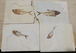 Diplomystus, eocene, Wyoming U.S.A.